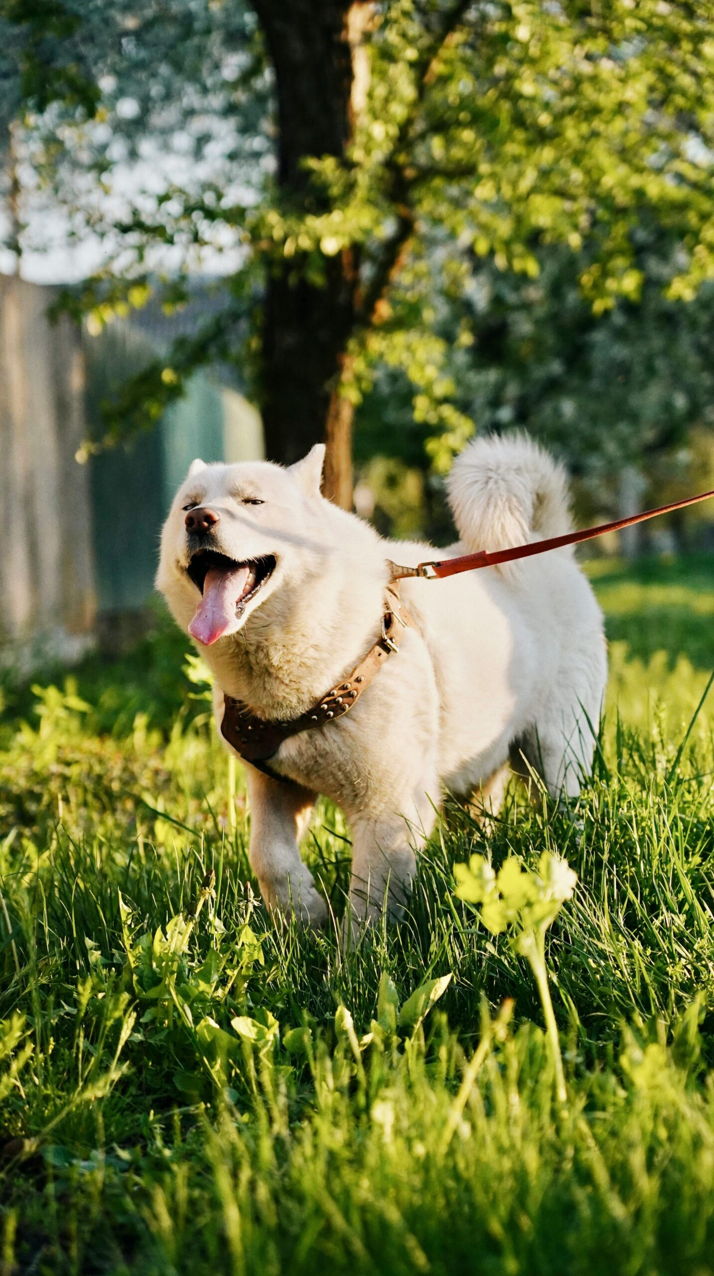 A joyful white dog on a leash in a sunny park surrounded by lush greenery.